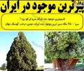 پیرترین موجود ایران + عکس