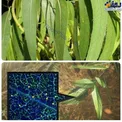عکس/ تنها گیاهی درجهان که طلا دارد