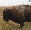 عکسی دردناک از برخورد صاعقه با یک بوفالو