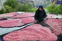 عکسی زیبا از برداشت انار در شهرکرد