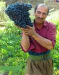 برداشت انگور 6 کیلویی در مهاباد +عکس