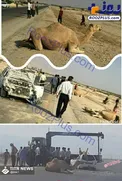 تصادف خونین پراید و شتر +عکس