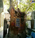 عکسی از پیرترین موجود زنده تهران!