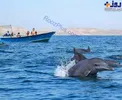 بازی دلفین‌ها در نزدیکی جزیره ایرانی/عکس