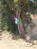 عکس/ محل شهادت شیرین ابوعاقله