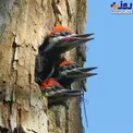 عکسی جالب از سه جوجه دارکوب در انتظار غذا