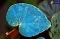 برگ های آبی رنگ یک گیاه!+عکس