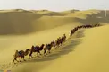 رژه شترها در صحرای مغولستان/عکس