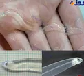 این مار شیشه ای در عمق 100 متری آب زندگی می کند!