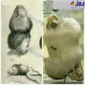 جمجمه پسر بچه ای با دو سر روی هم+عکس