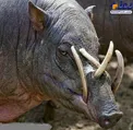 حیوانی عجیب با 4 شاخ در صورت+عکس