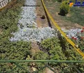 سر جدا شده یکی از عوامل تروریستی در حرم  + عکس