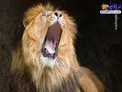 عکاسی از خمیازه کشیدن شیر