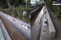 فاصله‌ اجتماعی عجیب حیوانات در پارک هنرمندان +عکس