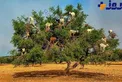بز درختی!+عکس