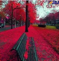 زیبایی پاییز هلند +عکس