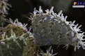 عکس/ کاکتوس یخ زده در یخبندان تگزاس