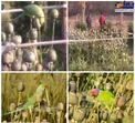 طوطی هایی که تریاک می خورند+عکس