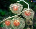 گیاهی که نماد زندگی پس از مرگ است! +عکس