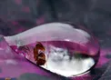گیر افتادن یک مورچه در دل قطره باران + عکس