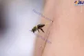 عکسی عجیب از لحظه نیش زدن زنبور