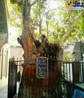 پیرترین موجود زنده تهران+عکس