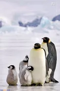 عکس خانوادگی پنگوئن‌ها