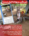 فروش گوشت خر و الاغ در رستوران های جاده هراز صحت دارد ؟ + عکس