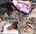 دستگیری چند نفر در حال تکه کردن این خرس برای کباب!+عکس