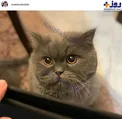 حیوان خانگی بامزه متین ستوده+عکس