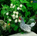 گیاهی عجیب با ظاهر تخم مرغی +عکس