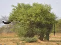 عکسی جالب از استتار یک فیل