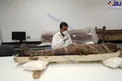 عکس / کشف مجسمه جدید ابوالهول