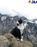 عکس/ گربه ی ناجی!