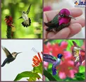 کوچکترین پرنده جهان+عکس
