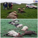 عکس/ صاعقه جان گوسفندان را گرفت