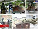 عکس/ سقوط یک نظامی صهیونیست در یک سطل زباله سوژه طنز شد