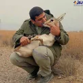 عکس/ مواجهه یک محیط‌بان با آهو
