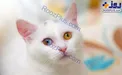 گربه وان با چشمانی با دو رنگ متفاوت!/عکس