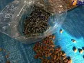 عکس/ جاسازی تریاک به‌جای مغز تخمه ژاپنی!