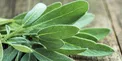 کاربردهای درمانی و باورنکردنی گیاه مریم گلی