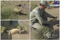 زنده گیری گونه کمیاب سوسمار خاردم ایرانی در خوسف/عکس