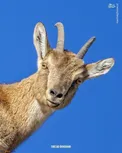 عکس پرسنلی از بز کوهی!