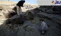 کشف ردپای 122 سانتی‌متری یک دایناسور+عکس