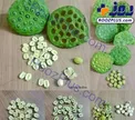 گونه متفاوت و جالب پسته دریایی +عکس