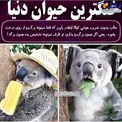 خنگ ترین حیوان دنیا+عکس