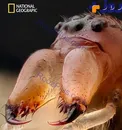آرواره عنکبوت از نمای نزدیک