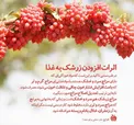 چرا باید باید به غذا زرشک اضافه کرد؟