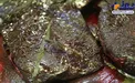 مادر مخدر حشیش از نمای نزدیک/عکس