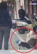 پوشش جالب گربه در برابر ویروس کرونا+عکس